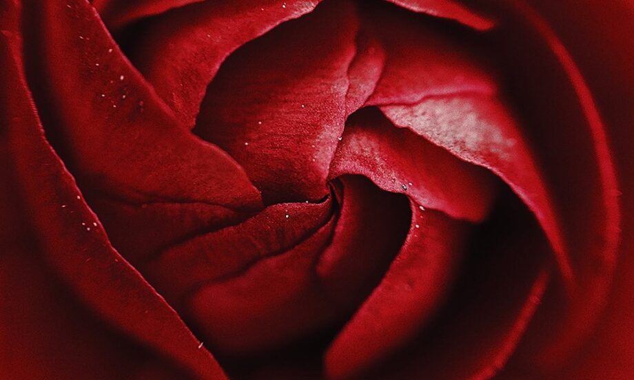 Erotica: Evil Flowers