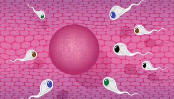 What Science Is Saying About Arousal, Sperm Quality and Infidelity