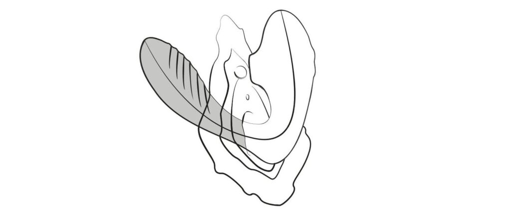 An illustration shows an illustrated ROMP Reverb slid inside of a vagina. The air suction tip is targeting the clitoris of the illustrated vulva at the same time. The internal g-spot end is shaded in darker to demonstrate that it is slid inside of a body. | Kinkly Shop